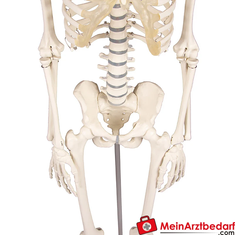Erler-Zimmer Miniatur-Skelett 84 cm, beweglich mit abnehmbarem 3‑teiligen Schädel