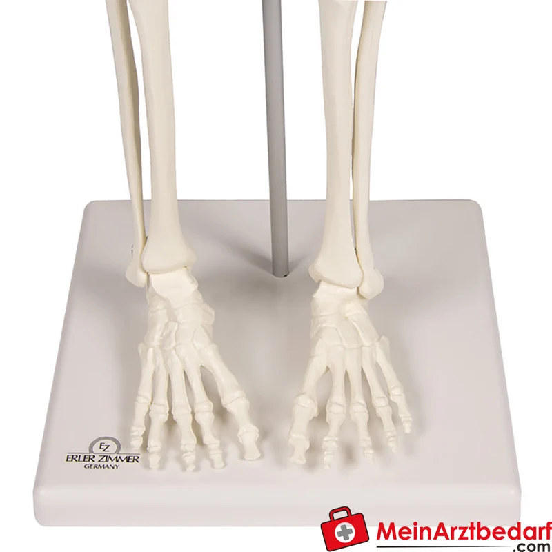 Erler-Zimmer Miniatur-Skelett 84 cm, beweglich mit abnehmbarem 3‑teiligen Schädel