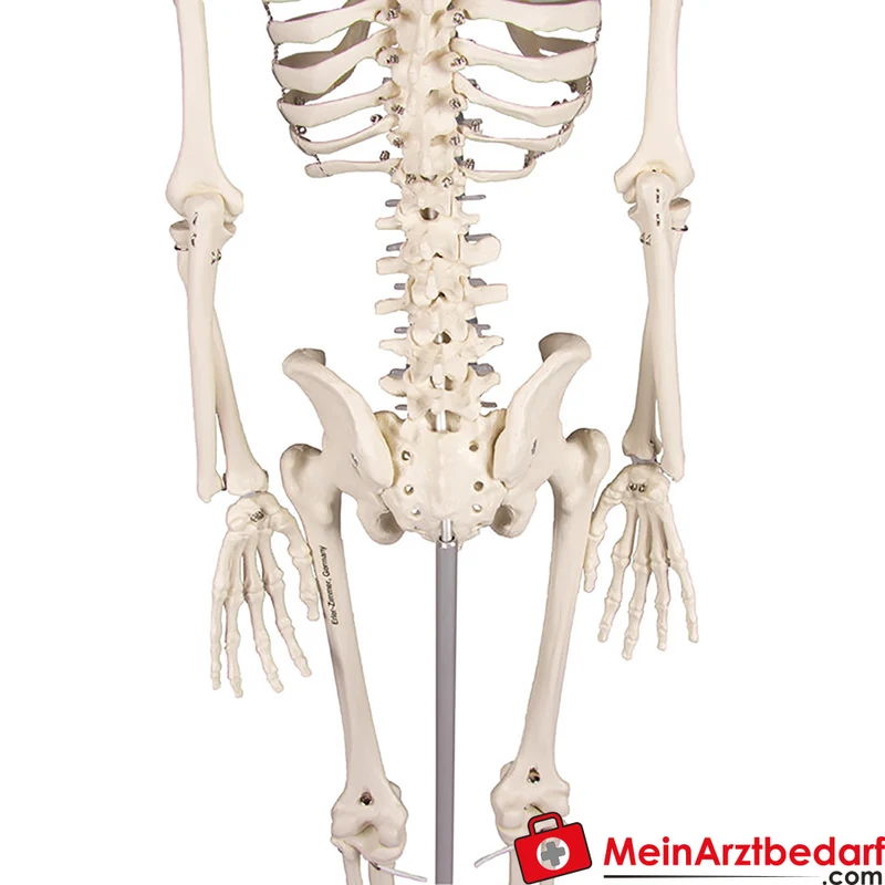 Erler-Zimmer Miniatur-Skelett 84 cm, beweglich mit abnehmbarem 3‑teiligen Schädel