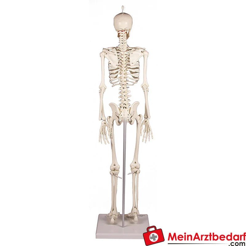 Erler-Zimmer Miniatur-Skelett 84 cm, beweglich mit abnehmbarem 3‑teiligen Schädel