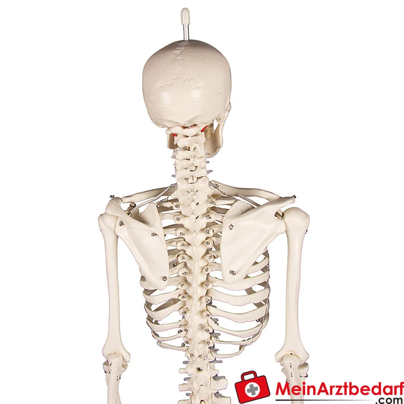 Erler-Zimmer Miniatur-Skelett 84 cm, beweglich mit abnehmbarem 3‑teiligen Schädel