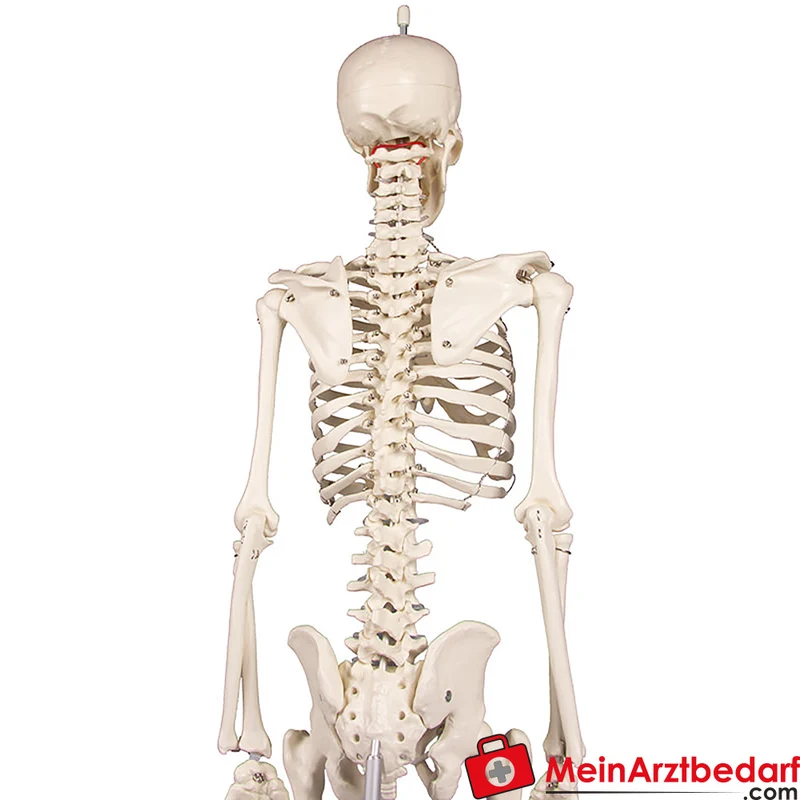 Erler-Zimmer Miniatur-Skelett 84 cm, beweglich mit abnehmbarem 3‑teiligen Schädel