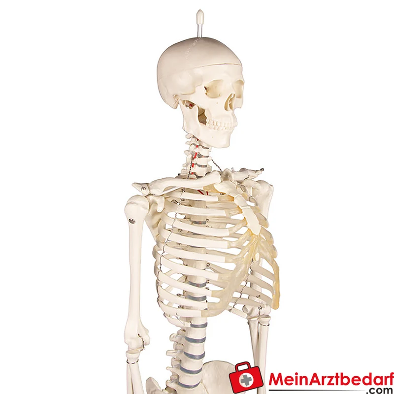 Erler-Zimmer Miniatur-Skelett 84 cm, beweglich mit abnehmbarem 3‑teiligen Schädel