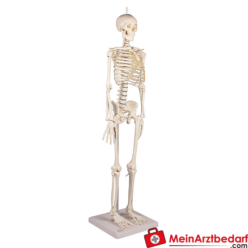 Erler-Zimmer Miniatur-Skelett 84 cm, beweglich mit abnehmbarem 3‑teiligen Schädel