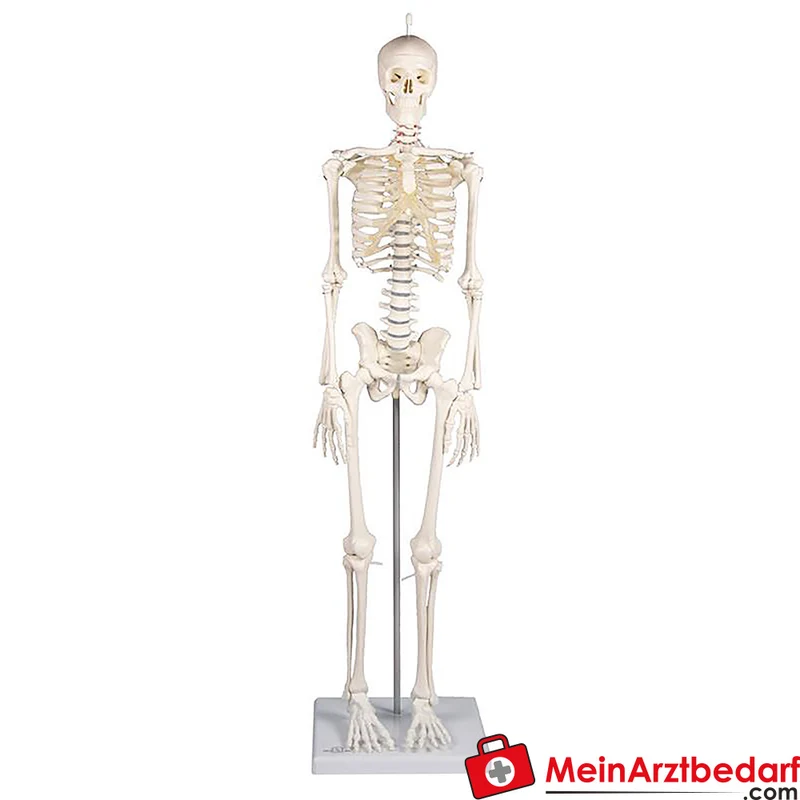 Erler-Zimmer Miniatur-Skelett 84 cm, beweglich mit abnehmbarem 3‑teiligen Schädel