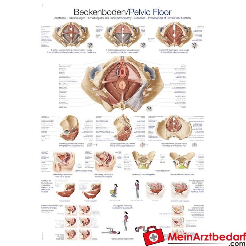 Erler-Zimmer Lehrtafel Beckenboden, anatomisches Poster, 70 x 100 cm, 200µ Kunststofffolie, Beschriftung Deutsch/Englisch