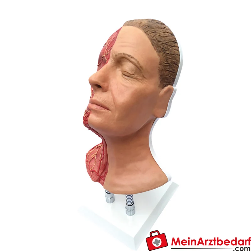 Erler-Zimmer Trainingskopf für Gesichtsinjektionen, Prothesensilikon, Muskeln/Arterien/Nerven