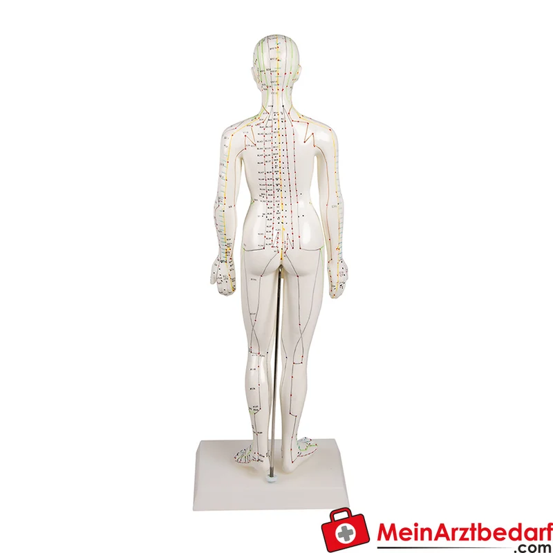 Erler-Zimmer Chinesische Akupunkturfigur männlich, halbseitig Meridian- und Muskel- und Nervendarstellung, Größen 26/48/50/60/80 cm