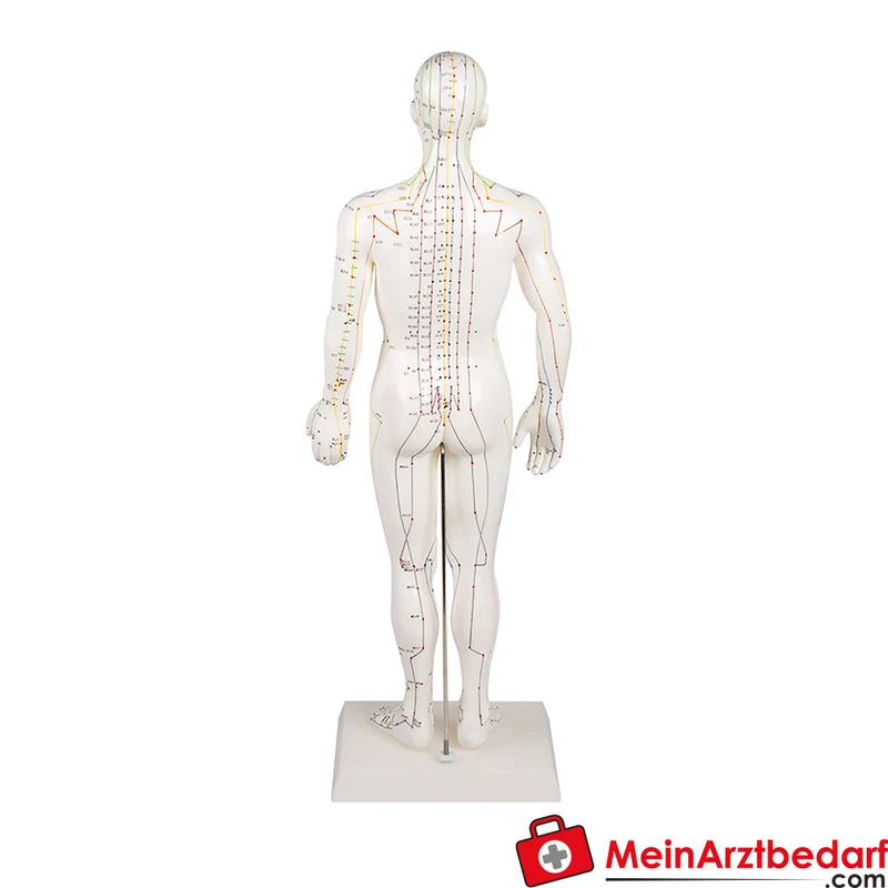 Erler-Zimmer Chinesische Akupunkturfigur männlich, halbseitig Meridian- und Muskel- und Nervendarstellung, Größen 26/48/50/60/80 cm