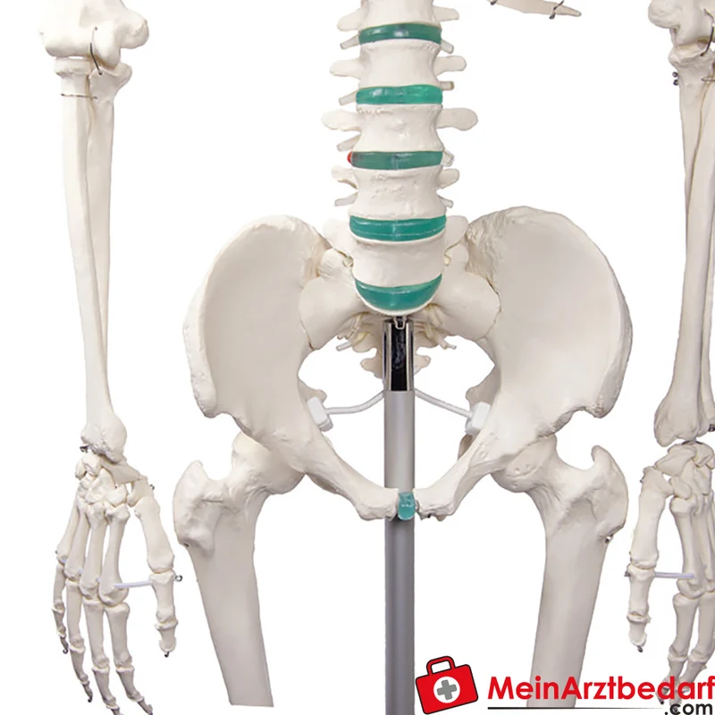 Erler-Zimmer Skelettmodell 178 cm auf fahrbarem Stativ, dreiteiliger Schädel, abnehmbare Arme/Beine, Spinalnerven