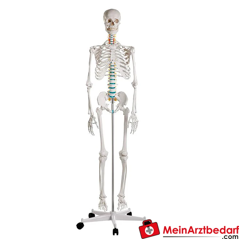 Erler-Zimmer Skelettmodell 178 cm auf fahrbarem Stativ, dreiteiliger Schädel, abnehmbare Arme/Beine, Spinalnerven