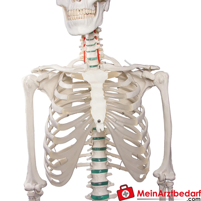 Erler-Zimmer Skelettmodell 178 cm auf fahrbarem Stativ, dreiteiliger Schädel, abnehmbare Arme/Beine, Spinalnerven