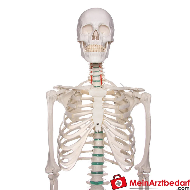 Erler-Zimmer Skelettmodell 178 cm auf fahrbarem Stativ, dreiteiliger Schädel, abnehmbare Arme/Beine, Spinalnerven