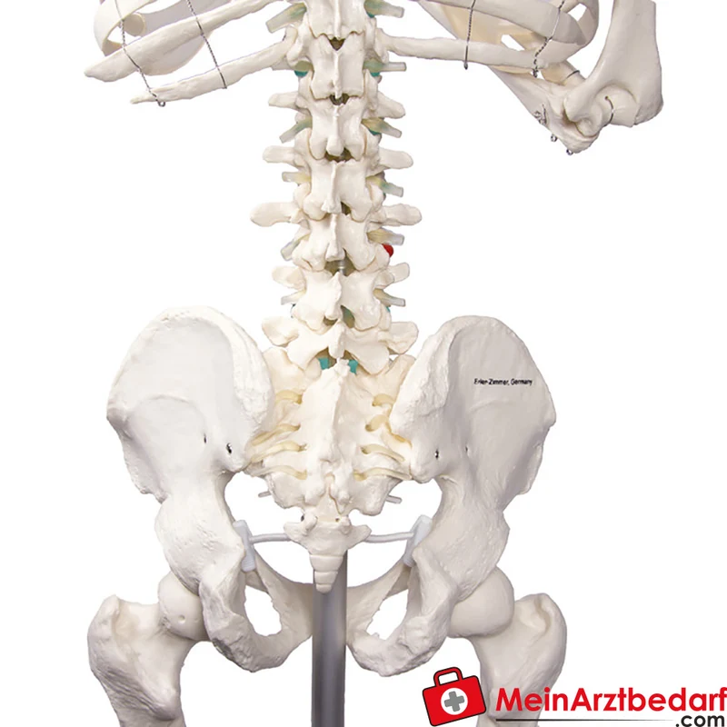 Erler-Zimmer Skelettmodell 178 cm auf fahrbarem Stativ, dreiteiliger Schädel, abnehmbare Arme/Beine, Spinalnerven