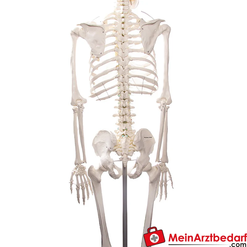 Erler-Zimmer Skelettmodell 178 cm auf fahrbarem Stativ, dreiteiliger Schädel, abnehmbare Arme/Beine, Spinalnerven