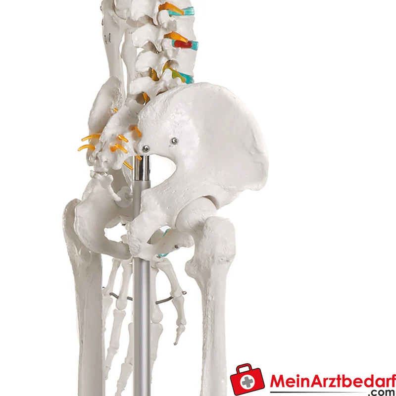Erler-Zimmer Skelettmodell 178 cm auf fahrbarem Stativ, dreiteiliger Schädel, abnehmbare Arme/Beine, Spinalnerven