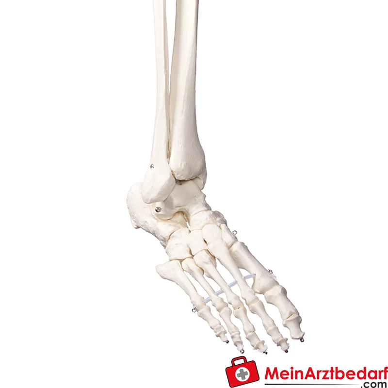 Erler-Zimmer Skelettmodell 178 cm auf fahrbarem Stativ, dreiteiliger Schädel, abnehmbare Arme/Beine, Spinalnerven