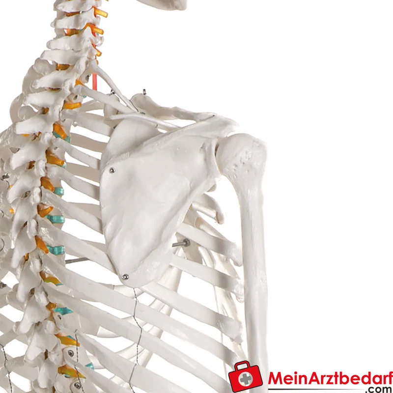 Erler-Zimmer Skelettmodell 178 cm auf fahrbarem Stativ, dreiteiliger Schädel, abnehmbare Arme/Beine, Spinalnerven