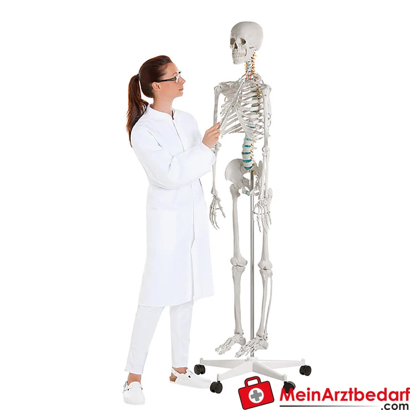Erler-Zimmer Skelettmodell 178 cm auf fahrbarem Stativ, dreiteiliger Schädel, abnehmbare Arme/Beine, Spinalnerven
