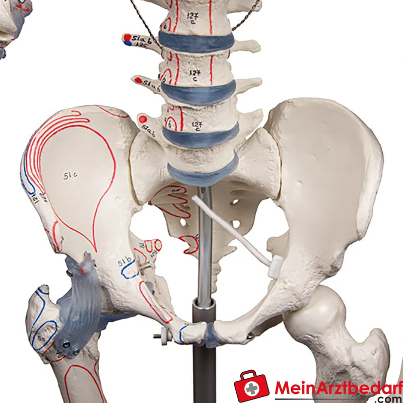 Erler-Zimmer Skelettmodell 178 cm auf fahrbarem Stativ, dreiteiliger Schädel, abnehmbare Arme/Beine, Spinalnerven