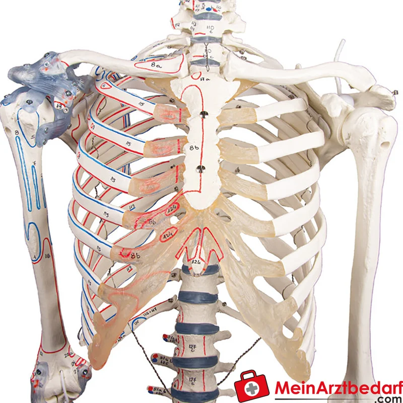 Erler-Zimmer Skelettmodell 178 cm auf fahrbarem Stativ, dreiteiliger Schädel, abnehmbare Arme/Beine, Spinalnerven