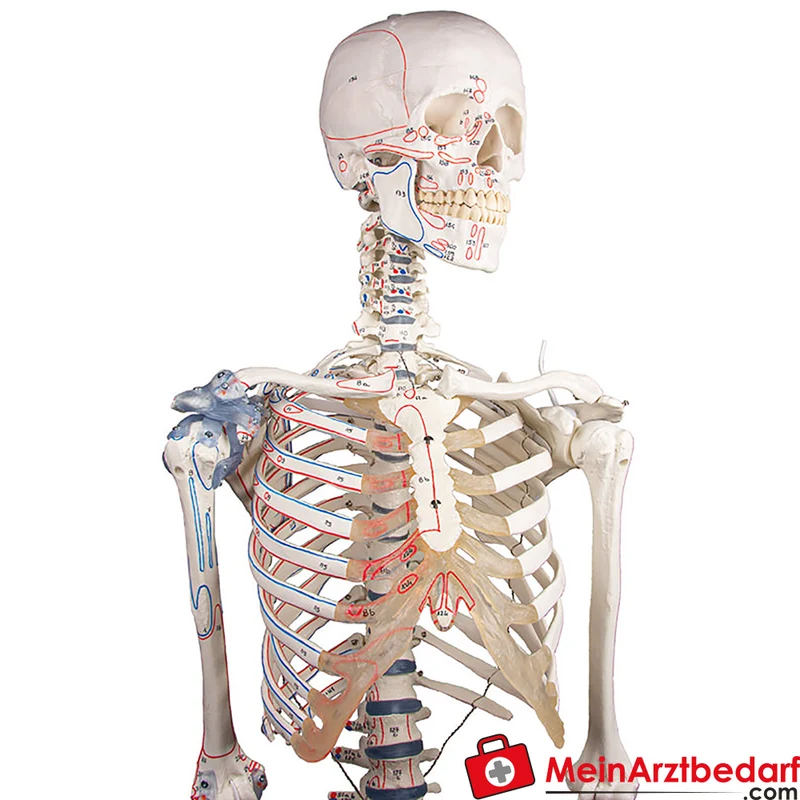 Erler-Zimmer Skelettmodell 178 cm auf fahrbarem Stativ, dreiteiliger Schädel, abnehmbare Arme/Beine, Spinalnerven