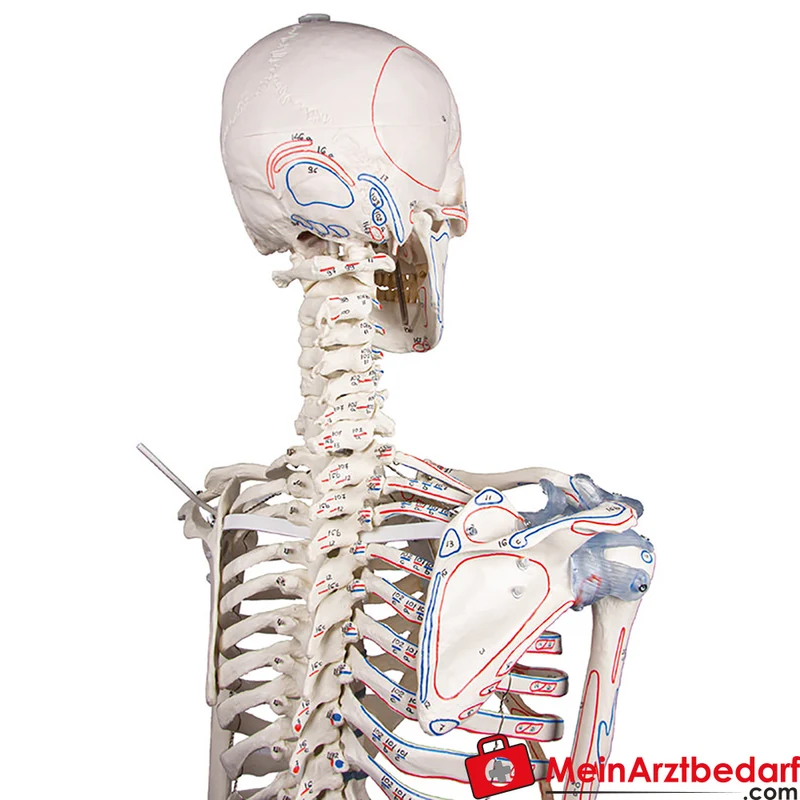Erler-Zimmer Skelettmodell 178 cm auf fahrbarem Stativ, dreiteiliger Schädel, abnehmbare Arme/Beine, Spinalnerven