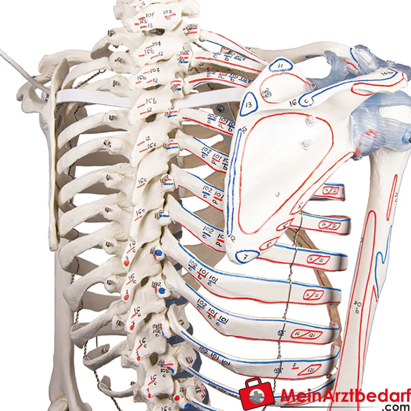 Erler-Zimmer Skelettmodell 178 cm auf fahrbarem Stativ, dreiteiliger Schädel, abnehmbare Arme/Beine, Spinalnerven