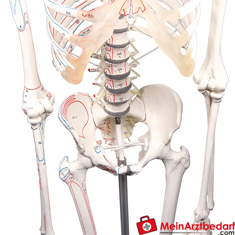 Erler-Zimmer Skelettmodell 178 cm auf fahrbarem Stativ, dreiteiliger Schädel, abnehmbare Arme/Beine, Spinalnerven