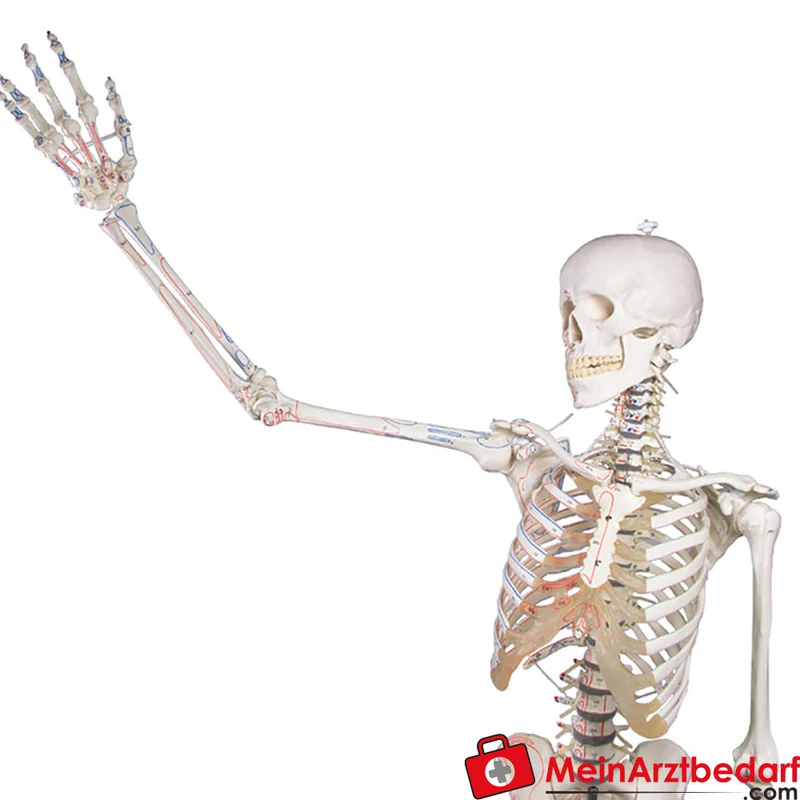 Erler-Zimmer Skelettmodell 178 cm auf fahrbarem Stativ, dreiteiliger Schädel, abnehmbare Arme/Beine, Spinalnerven