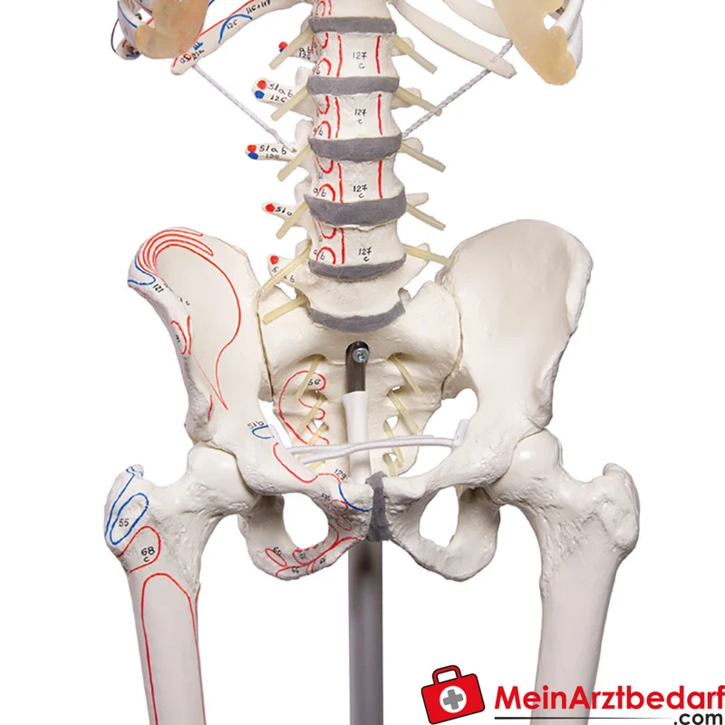Erler-Zimmer Skelettmodell 178 cm auf fahrbarem Stativ, dreiteiliger Schädel, abnehmbare Arme/Beine, Spinalnerven