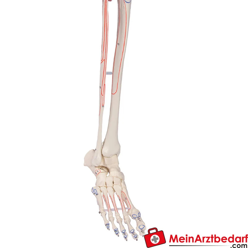 Erler-Zimmer Skelettmodell 178 cm auf fahrbarem Stativ, dreiteiliger Schädel, abnehmbare Arme/Beine, Spinalnerven