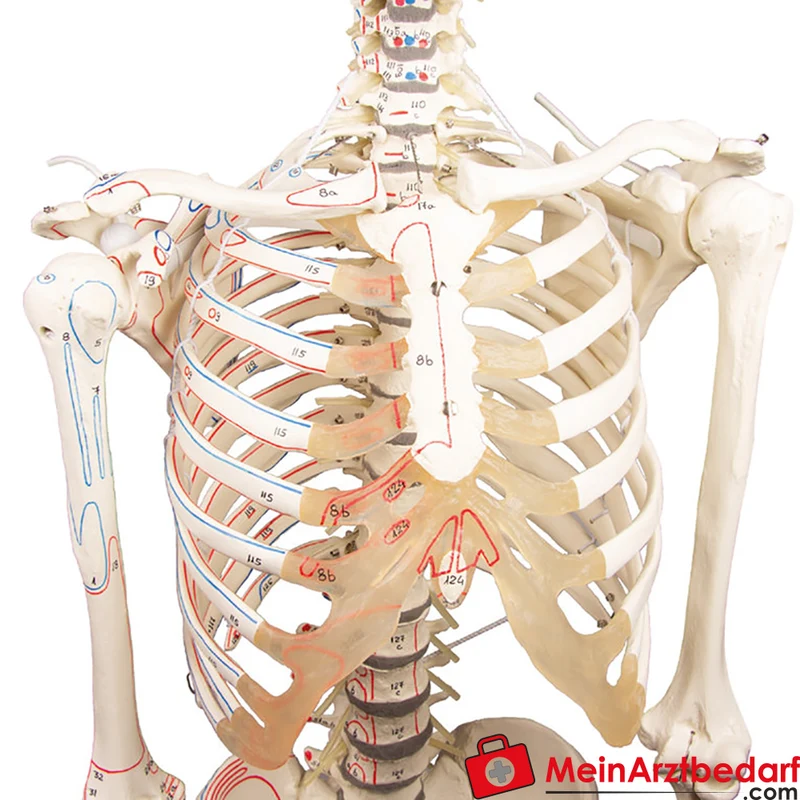 Erler-Zimmer Skelettmodell 178 cm auf fahrbarem Stativ, dreiteiliger Schädel, abnehmbare Arme/Beine, Spinalnerven