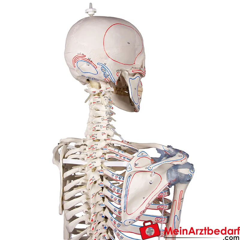 Erler-Zimmer Skelettmodell 178 cm auf fahrbarem Stativ, dreiteiliger Schädel, abnehmbare Arme/Beine, Spinalnerven