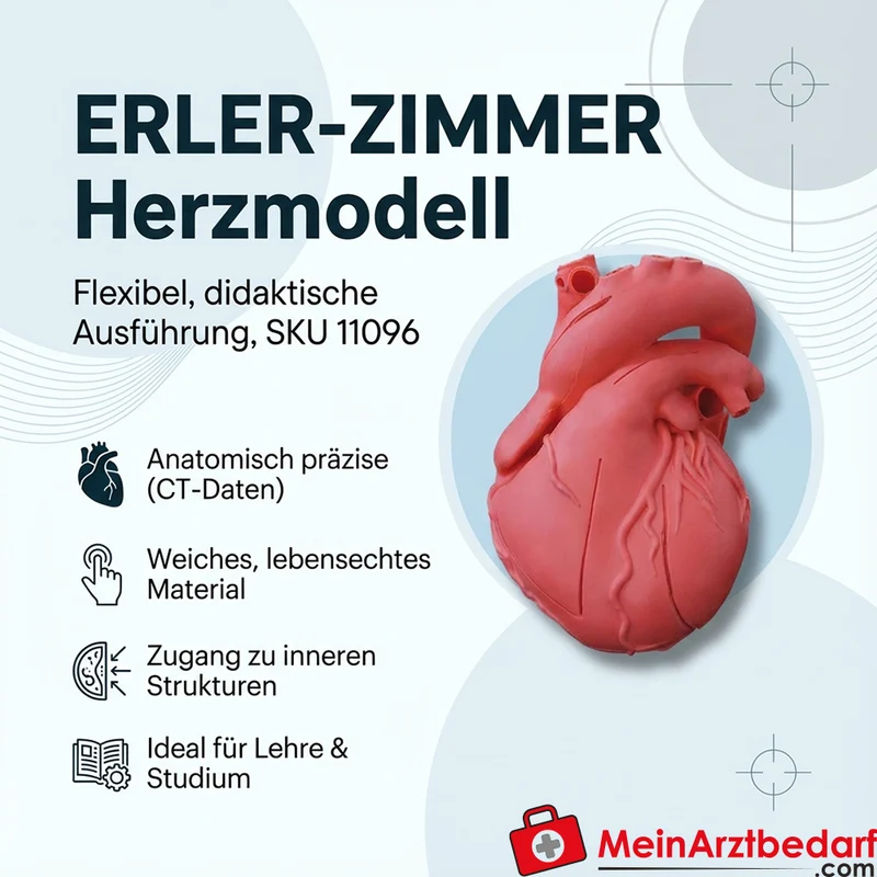 Erler-Zimmer Herzmodell flexibel anatomisch, didaktische Ausführung