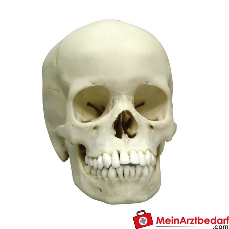 Erler-Zimmer Schädelmodell 13-jährig, anatomisch, bleibende Zähne