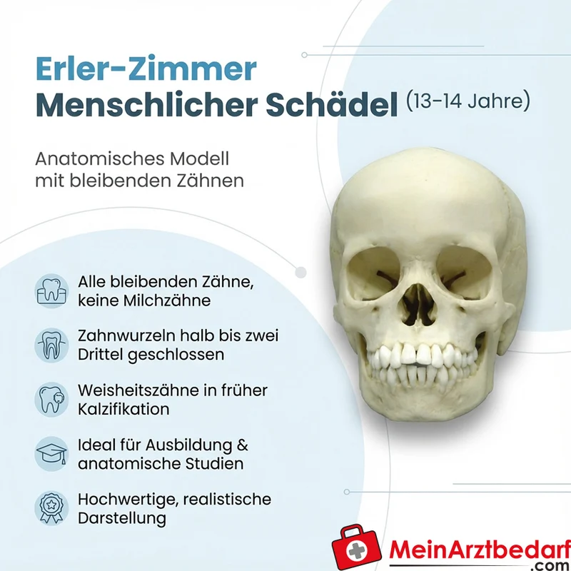 Erler-Zimmer Schädelmodell 13-jährig, anatomisch, bleibende Zähne