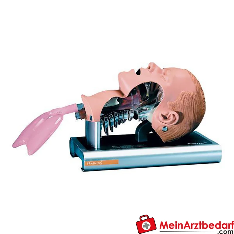 Erler-Zimmer Airway Management Trainer Adult – Erwachsener Intubationstrainer, transparente Pharynx-/Tracheawand, Aluminiumständer 40×24×35 cm