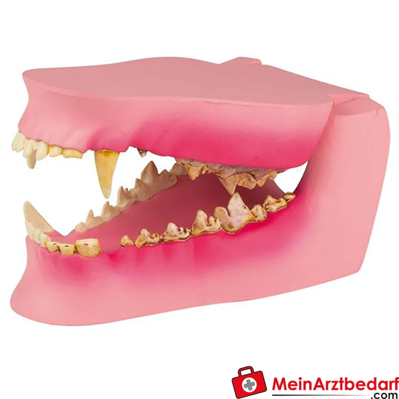 Hundekiefer-Modell mittelgroß für Veterinärausbildung mit gesunden und erkrankenen Zähnen, 12 x 7,5 x 5,5 cm