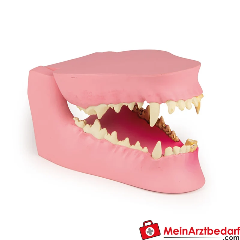 Hundekiefer-Modell mittelgroß für Veterinärausbildung mit gesunden und erkrankenen Zähnen, 12 x 7,5 x 5,5 cm