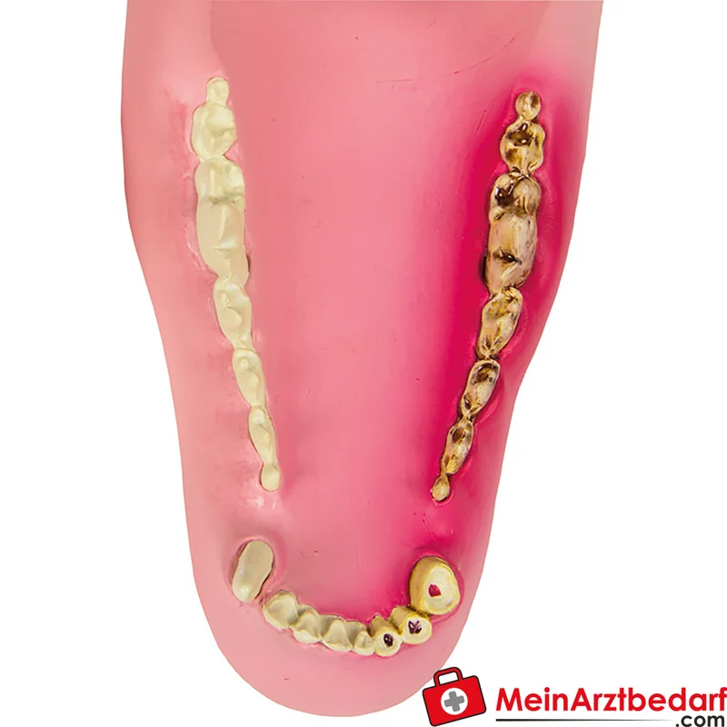 Hundekiefer-Modell mittelgroß für Veterinärausbildung mit gesunden und erkrankenen Zähnen, 12 x 7,5 x 5,5 cm
