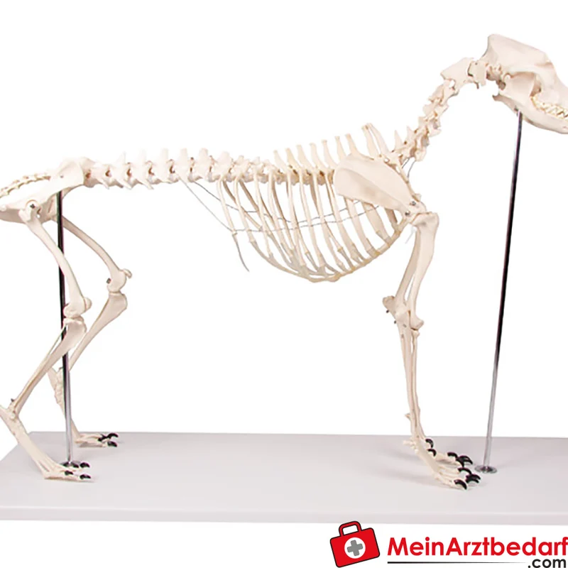 Erler-Zimmer Hundeskelett Olaf, lebensgroß, Kunststoff, Schulterhöhe ca. 45 cm