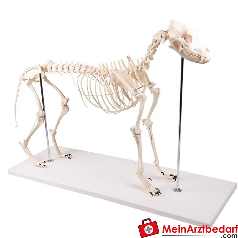 Erler-Zimmer Hundeskelett Olaf, lebensgroß, Kunststoff, Schulterhöhe ca. 45 cm
