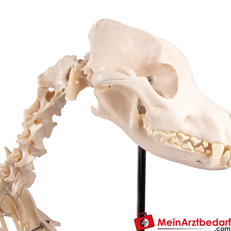 Erler-Zimmer Hundeskelett Olaf, lebensgroß, Kunststoff, Schulterhöhe ca. 45 cm
