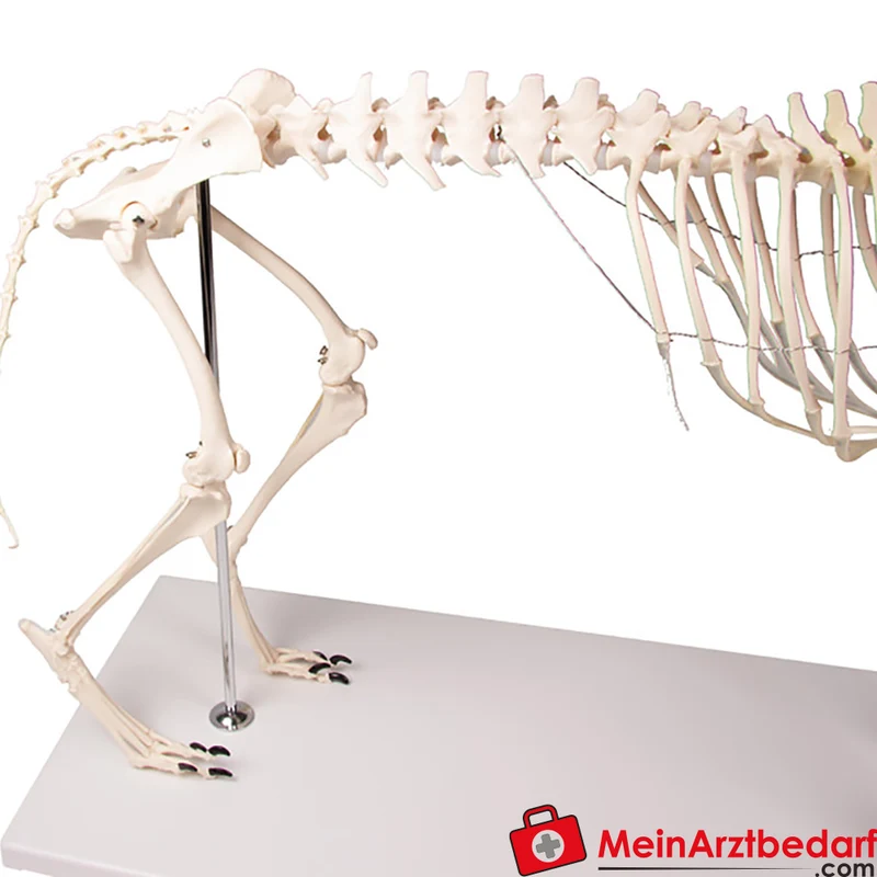 Erler-Zimmer Hundeskelett Olaf, lebensgroß, Kunststoff, Schulterhöhe ca. 45 cm