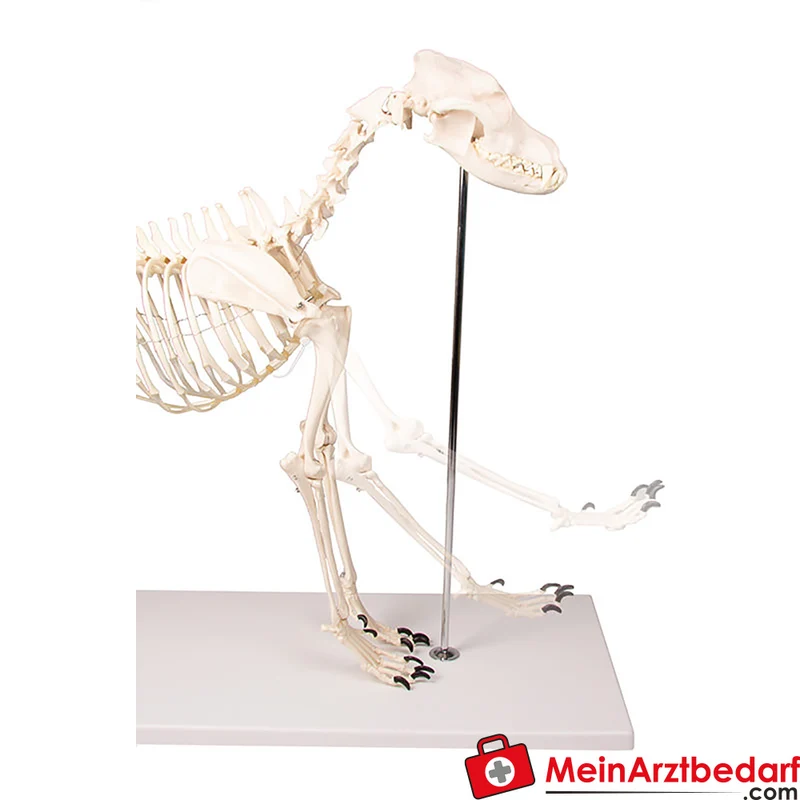Erler-Zimmer Hundeskelett Olaf, lebensgroß, Kunststoff, Schulterhöhe ca. 45 cm