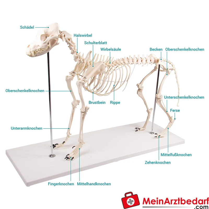 Erler-Zimmer Hundeskelett Olaf, lebensgroß, Kunststoff, Schulterhöhe ca. 45 cm
