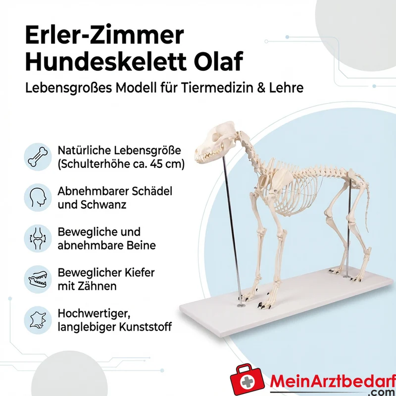 Erler-Zimmer Hundeskelett Olaf, lebensgroß, Kunststoff, Schulterhöhe ca. 45 cm