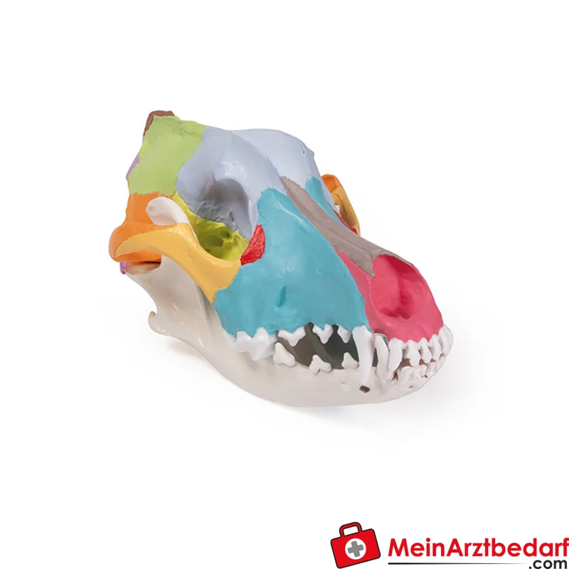 Erler-Zimmer Hundeschädel Replikat didaktisch bemalt mit beweglichem abnehmbarem Unterkiefer, 22×10×10 cm