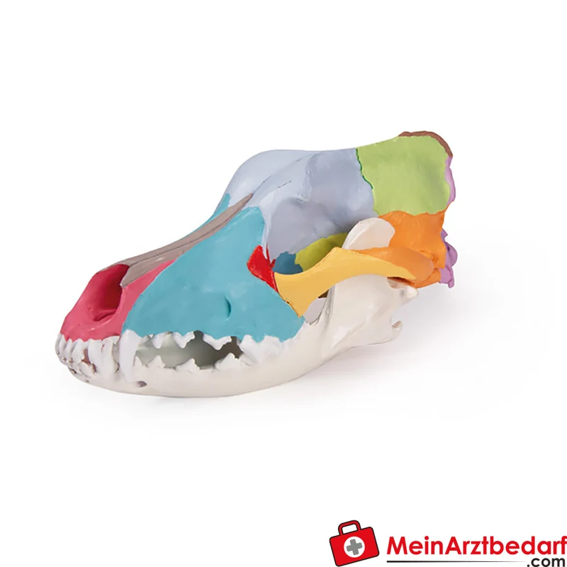 Erler-Zimmer Hundeschädel Replikat didaktisch bemalt mit beweglichem abnehmbarem Unterkiefer, 22×10×10 cm